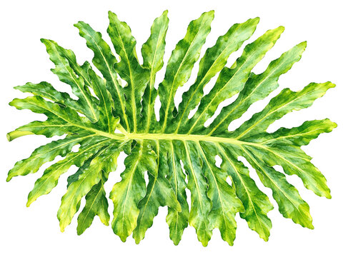 Watercolor illustration of a tropical philodendron selloum leaf (Thaumatophyllum bipinnatifidum) isolated on a transparant background.