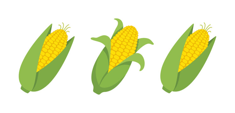 Vector illustration of three ears of corn on the cob with side dish food and drink vegetable agriculture