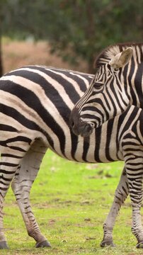 Two Plains Zebras Standing on Green Grassland in Open Safari Enclosure