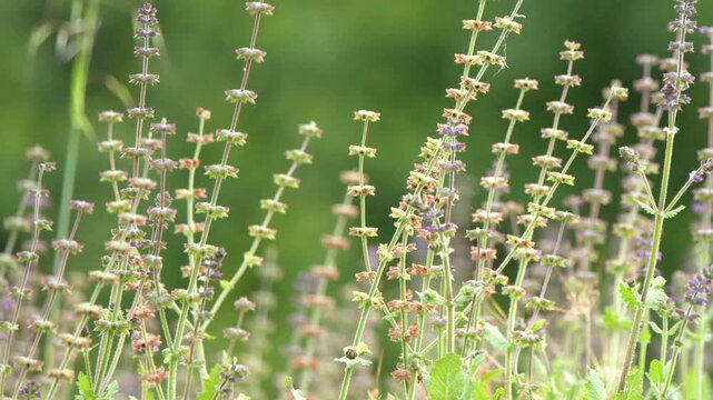 Wild Sage and Lavender Flowers Swaying in the Summer Breeze