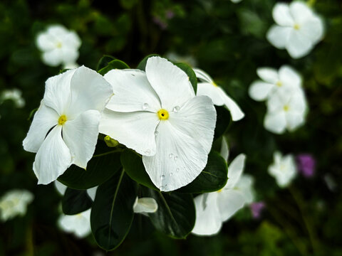 Close-up of white vinca flower blooming with water drops on green leaves background