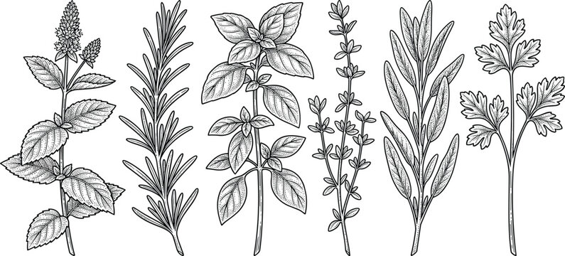 Hand drawn culinary herbs vector engraving set with basil rosemary thyme mint sage and parsley leaves