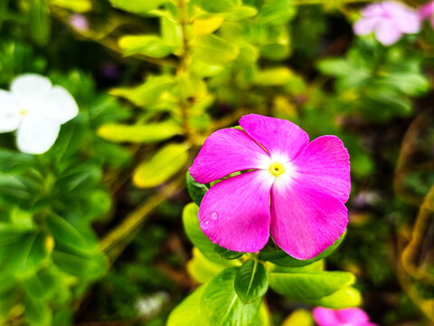Close-up of pink vinca flower blooming with natural green leaves background