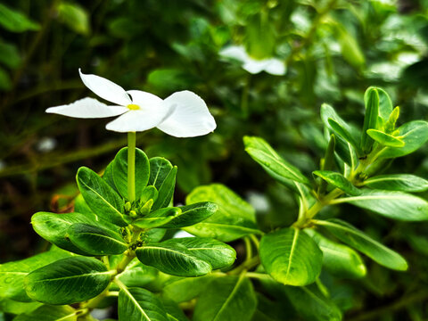 Close-up of white vinca flower blooming with water drops on green leaves background
