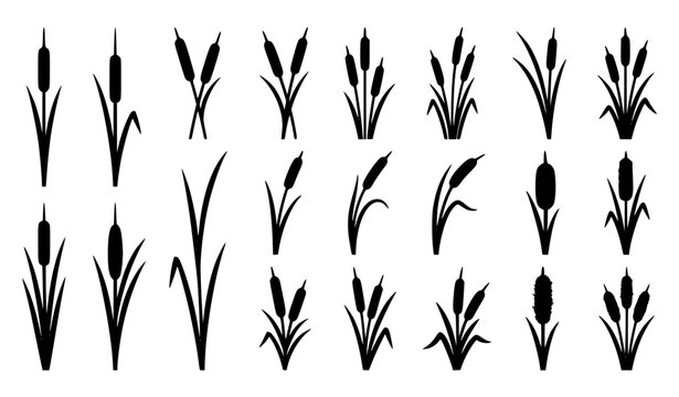 Cattail Flower Silhouette Clipart Bundle &ndash; Botanical Vector Set