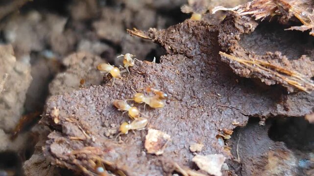 A termite mound structure with the texture of a decaying tree trunk. A cluster of termites set against a natural blurred background.