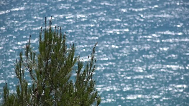 Fir Tree Foliage on Sea Water, Beach Seascape Landscape Coastline