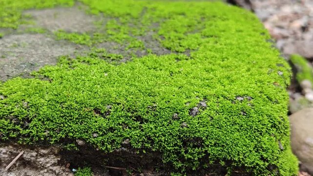 A close-up image of moss growing on a brick wall.