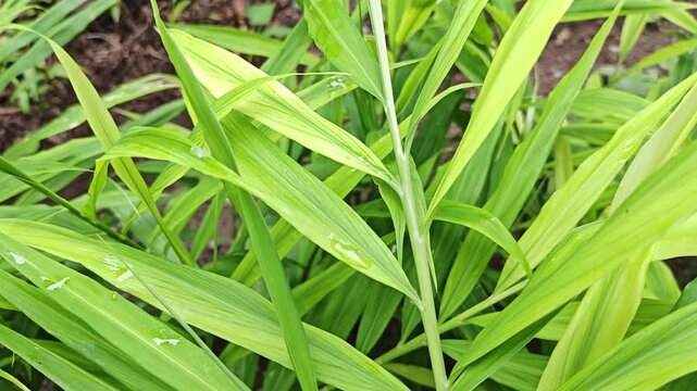 Green leaves of turmeric plant