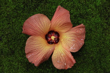 Fallen Hibiscus tiliaceus (sea hibiscus) flowers with raindrops on a vibrant green mossy ground background, high angle view. © Jimmynature
