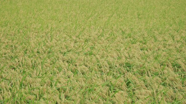 収穫直前のたわわに実る稲・田んぼ（引き）（右方向へパン）