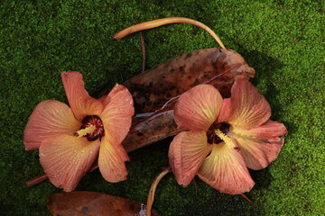 Fallen Hibiscus tiliaceus (sea hibiscus) flowers with raindrops on a vibrant green mossy ground background, high angle view. © Jimmynature