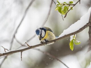 Cute bird, Eurasian blue tit, songbird sitting on spring branches with snow and green leaves © Dmitrii Potashkin