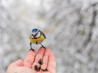 Hungry bird Eurasian blue tit, Cyanistes caeruleus, sits on a man's hand and eats seeds in cold and snowy spring day. © Dmitrii Potashkin