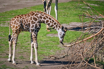 Rothschildgiraffe ( Giraffa camelopardalis rothschildi ). © Michael