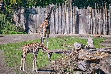 Rothschildgiraffe ( Giraffa camelopardalis rothschildi ). © Michael