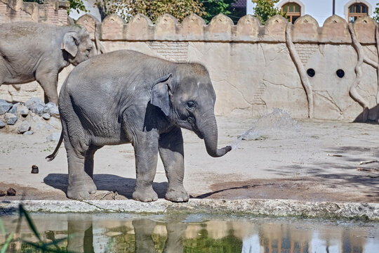 Asiatische Elefanten ( Elephas maximus indicus ).