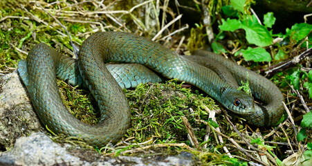 Fototapeta premium Iberian grass snake - adult male // Iberische Ringelnatter - Männchen (Natrix astreptophora) - Borines, Asturia, Spain