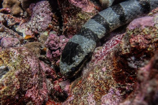 Banded Sea Krait, Banda Islands, Indonesia