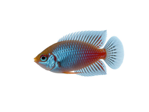 Colorful tropical fish swimming near surface isolated on transparent background