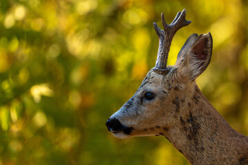 Young roebuck. © pityke70