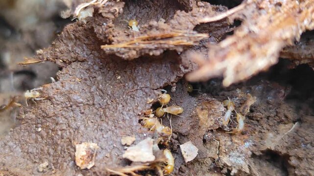 A termite mound structure with the texture of a decaying tree trunk. A cluster of termites set against a natural blurred background.