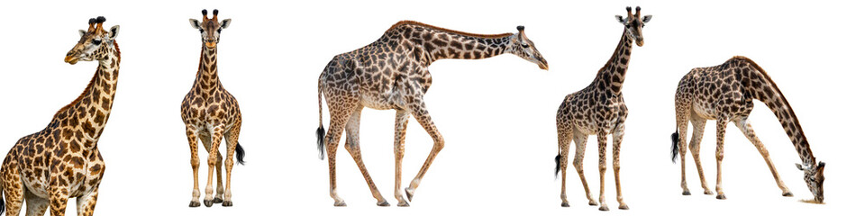 Giraffes poses pack isolated PNG, herd of spotted wild giraffes walking and feeding on transparent background, african animals collection © Bright Stock