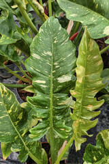 Long leaf of Philodendron ‘Ring of Fire’  houseplant © Firn