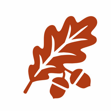 Oak leaf and acorns vector icon, brown autumn leaf silhouette with oak nuts for Thanksgiving decoration, fall seasonal design, sticker pack, print, and logo element isolated on white background