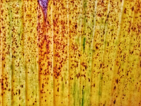 Daun pisang yang menguning menunjukkan perubahan warna dari hijau menjadi kuning sebagai bagian dari proses penuaan alami. Permukaan daun tampak mulai mengering dengan beberapa bagian yang berubah kec
