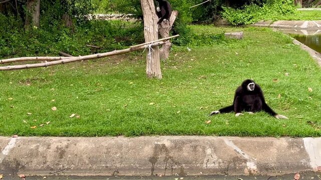 Gibbons wildlife sitting in a zoo