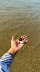 Person Holding Various Seashells in Open Palm Over Shallow Ripple Sea Water Background © abror