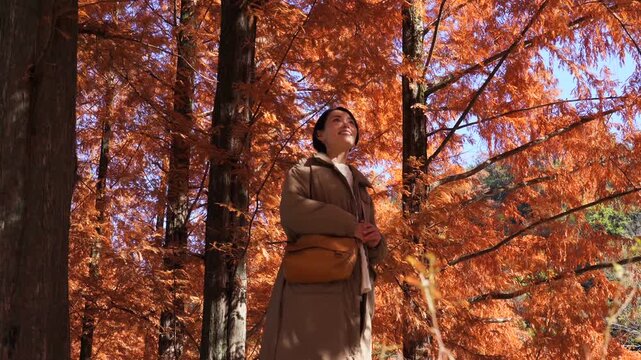 秋の紅葉を楽しむ女性　ミドルエイジ