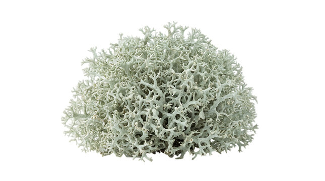Reindeer lichen isolated on transparent background