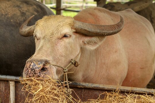Pink albino buffalo chewing dry rice straw inside rural farm shed. 