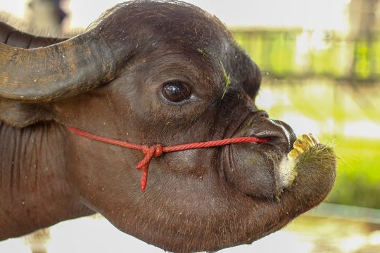 Side view profile of dark water buffalo showing protruding lower teeth.
