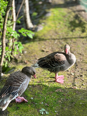 Vertical photo of two grey geese standing on green mossy grass in sunlight © Екатерина Переславце