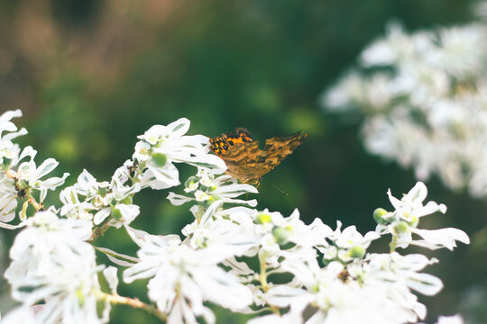 네발나비, 설악초(Asian comma, Snow-on-the-mountain)