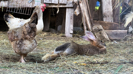 Horizontal photo of domestic rabbit resting near free range chickens in rural barnyard © Екатерина Переславце