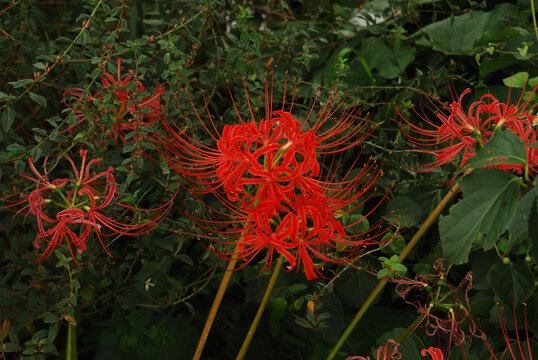 Red Spider Lily Flowers Blooming in Autumn Field