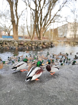 Vertical view of a mallard flock on a solid glassy surface near urban architecture for adaptation concepts