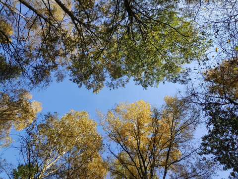 Upward view of mixed canopy framing a clear blue heaven for biophilia concepts