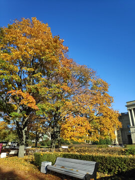 Vertical view of a wooden resting bench and manicured hedge near a classical columned institution facade