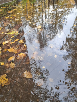 Vertical view of castoff fragments floating in a rainwater pool mirroring a brickwork facade