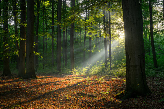 Sunny morning in the forest