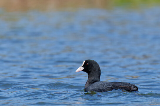 春の川を泳ぐオオバン(Eurasian Coot)