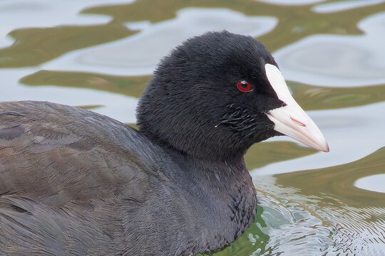 黒い鳥オオバン(Eurasian Coot)のクローズアップ