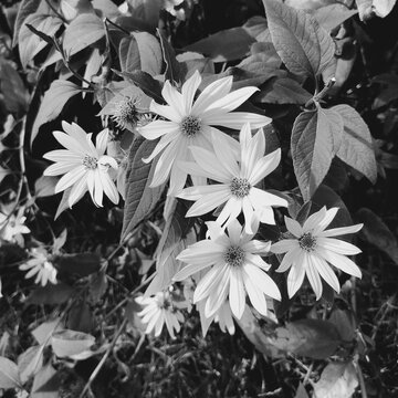 Black and white monochrome texture of Jerusalem artichoke flowers. Square botanical background