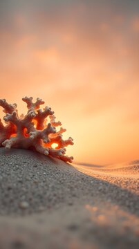 Coral on Sunset Dunes