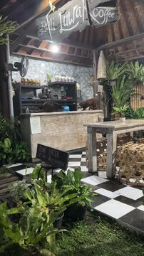 Vertical shot of two Asian palm civets walking on the counter of an open-air kopi luwak coffee shop at night in Bali, Indonesia